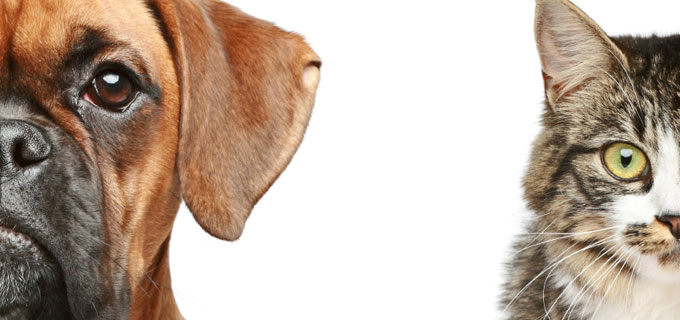 Dog & Cat Rescue and Rehoming in Staffordshire