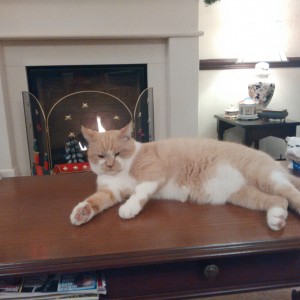 Tommy chilling on the coffee table