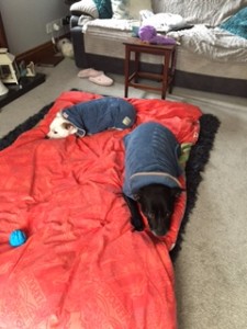 Bobby and Jess ready for bed! Nov 2015