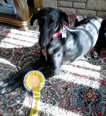 ebony reflecting at home after her 3rd  placing in best rescue dog