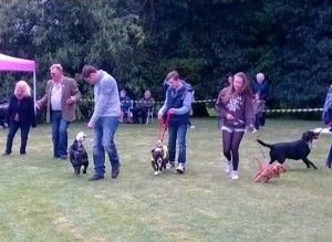 waggiest tail class in action