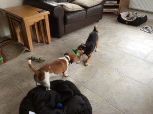 Spud and Archie playing Jan 2017