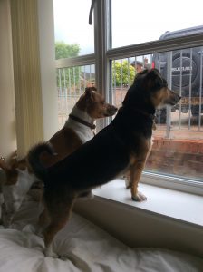 Spud and Archie watching