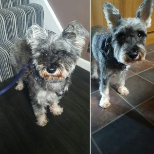 daisy before and after hair cut