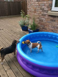 spud and archie and paddling pool