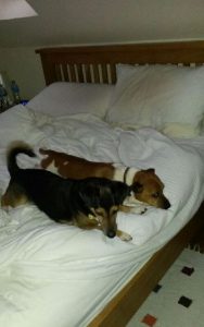 spud and archie in bed