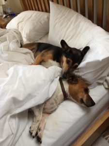 spud and archie in bed oct 2017