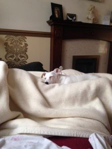 pearl enjoying a nap