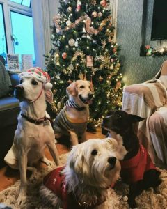 Barney & friends at Christmas 2018