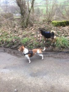 latest walk spud and archie