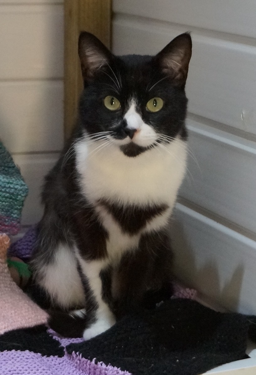 Cats for Adoption Cheadle & District Animal Welfare Society Staffordshire