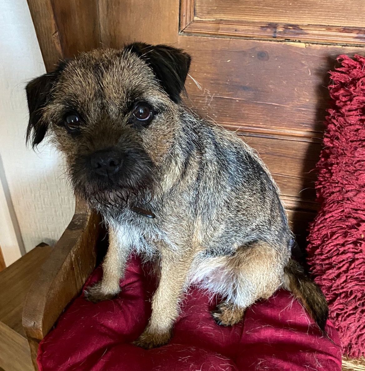 Barley & Maizey Cheadle & District Animal Welfare Society Staffordshire