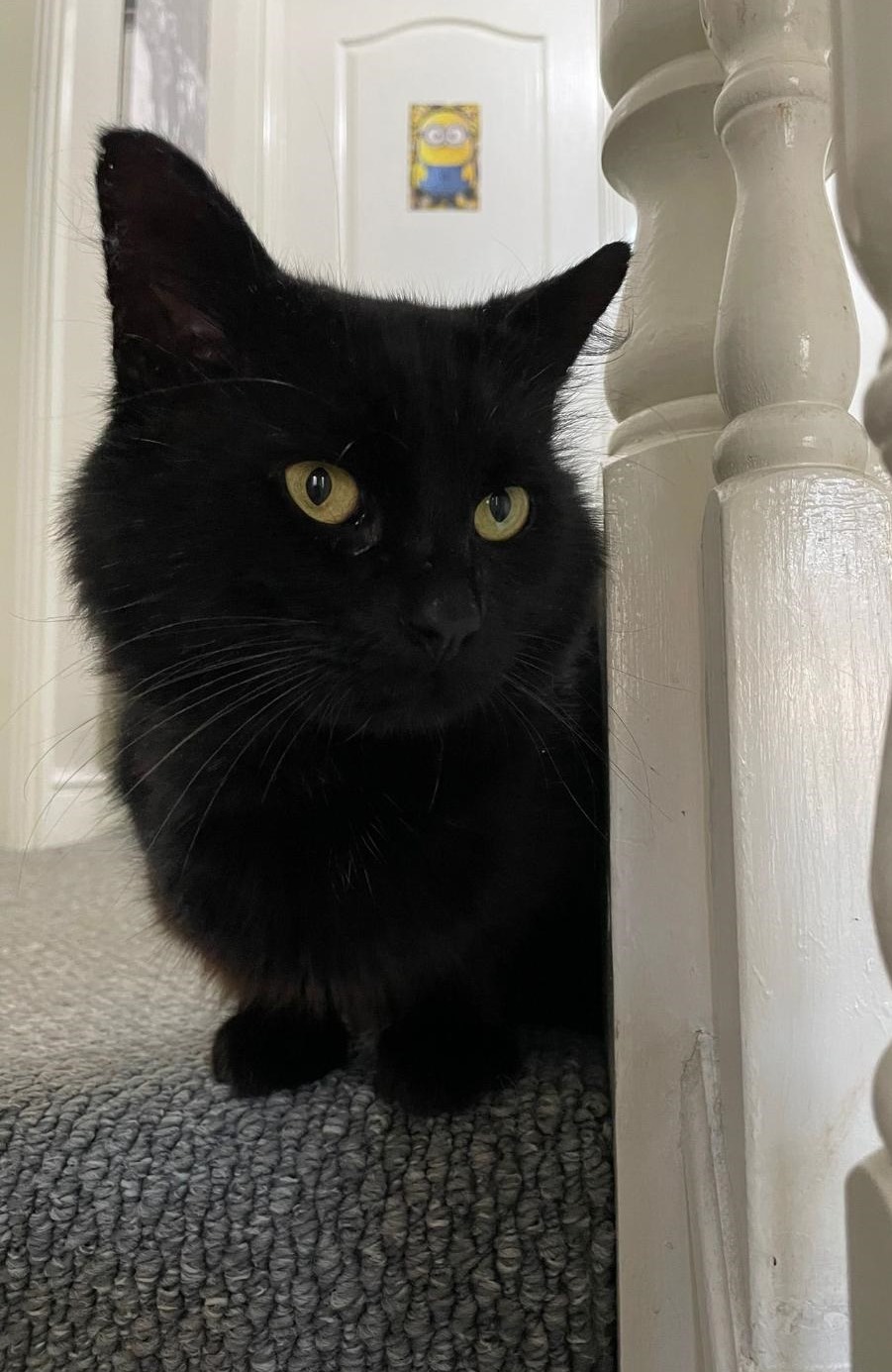 Jake Cheadle & District Animal Welfare Society Staffordshire