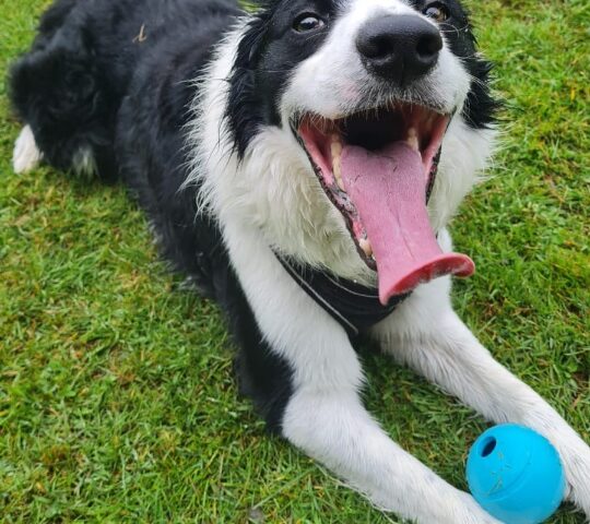 Duke, a 5 years old male Border Collie x West Highland White Terrier available for adoption from Cheadle Animal Welfare in Derbyshire